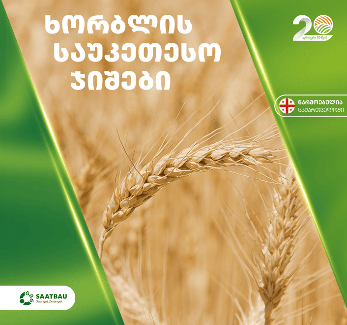 ხორბლის საუკეთესო ჯიშები და მათი მოყვანის გზამკვლევი